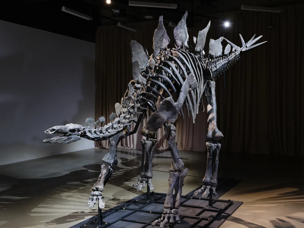 a stegosaurus skeleton indoors