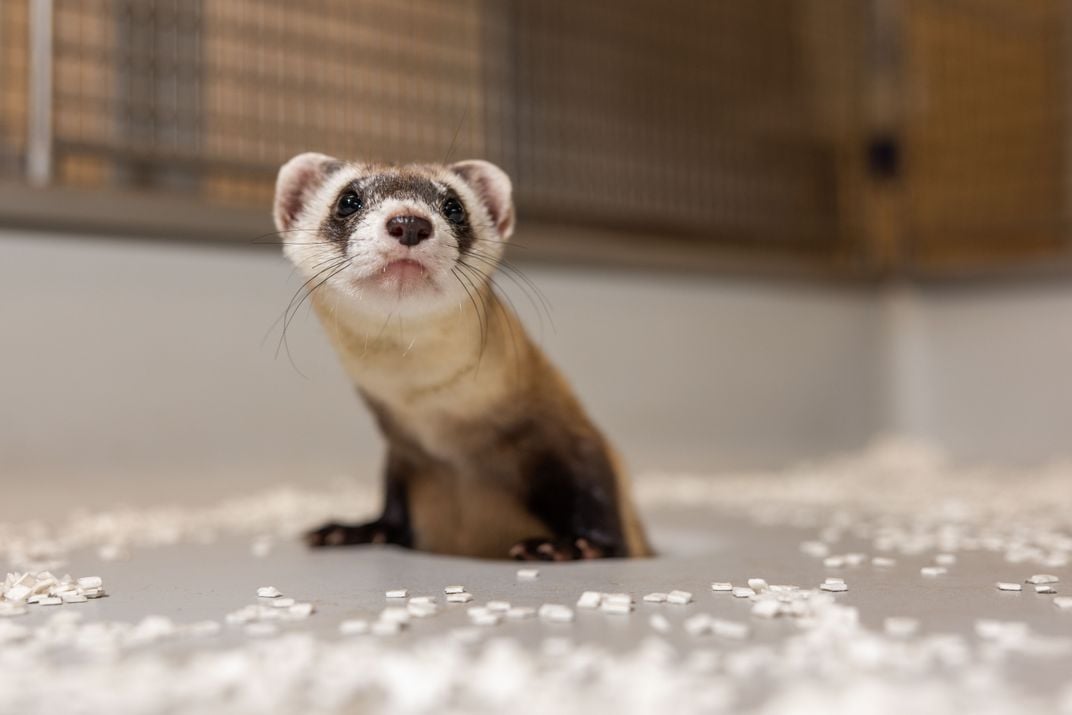 Black-footed ferret clone Antonia
