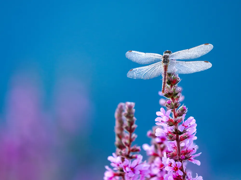 a dragonfly perched on purple flowers