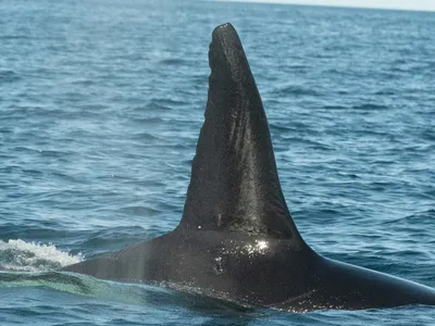 The hunting pod is led by Moctezuma, an adult male, named after an Aztec emperor.