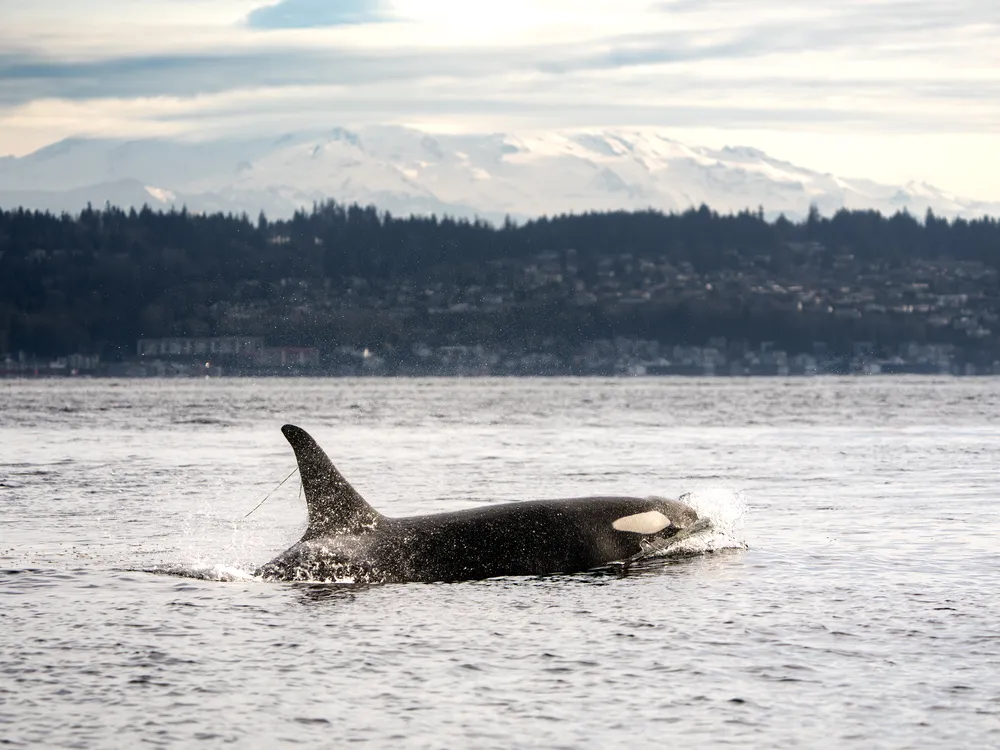 an orca swimming with Mt. Rainier in the background with a strand of eelgrass fluttering from her dorsal fin
