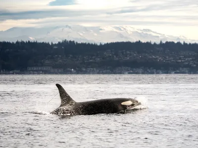 An orca named L82 Kasatka swims in front of Mt. Rainier, with a strand of eelgrass trailing from her dorsal fin. She belongs to the Southern Resident orca population, a critically endangered group in the northeast Pacific Ocean.