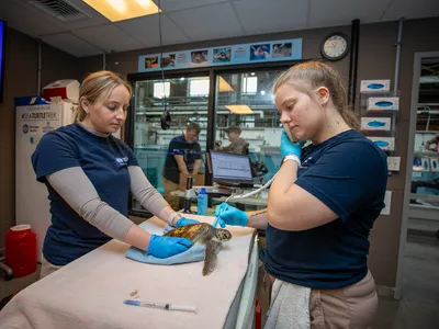 New England Aquarium staff treat a cold-stunned sea turtle.