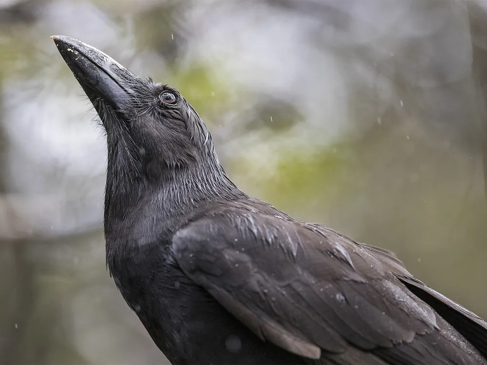 Hawaiian crow